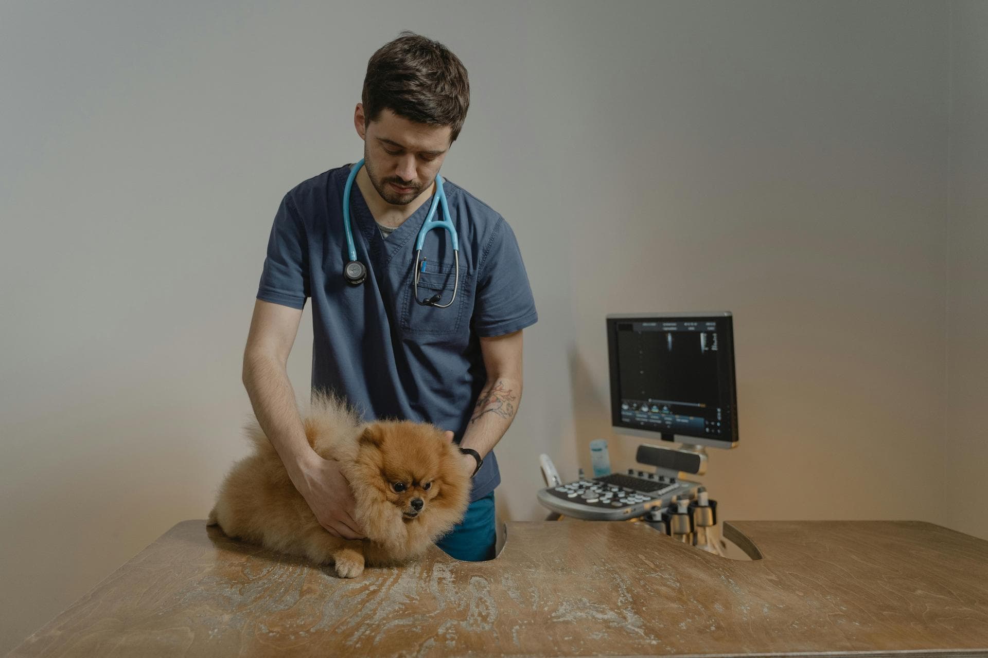 Best Vets in Little Rock